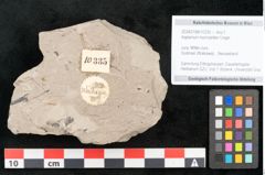 Foto (Objekt + Etikett) von Asplenium hochstetteri Unger (NHMW-GEO-2024-0188-10335)